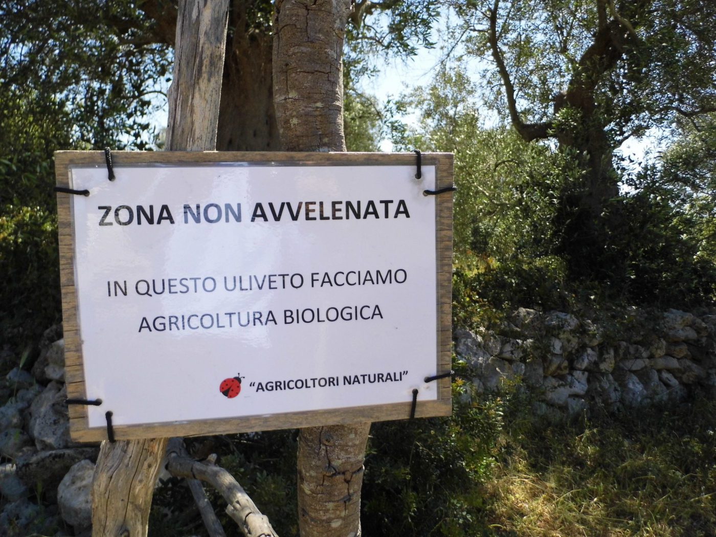 Salve – Pescoluse loc. Palombara Terreno uliveto di mq 12.000 per una villa (1)