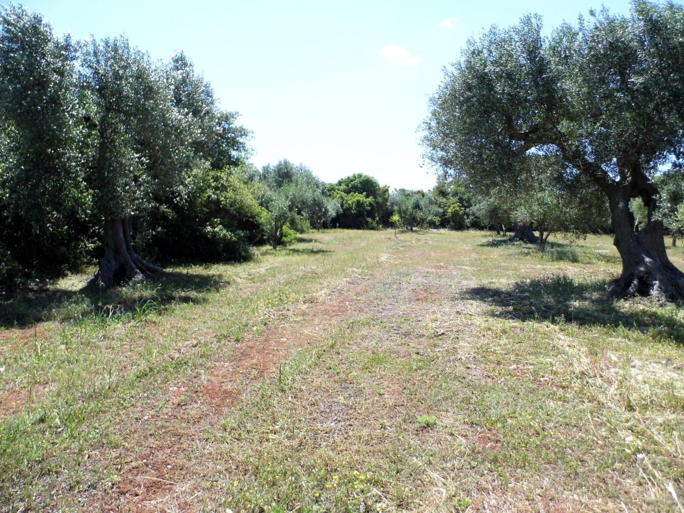 Salve – Pescoluse loc. Palombara Terreno uliveto di mq 12.000 per una villa (10)