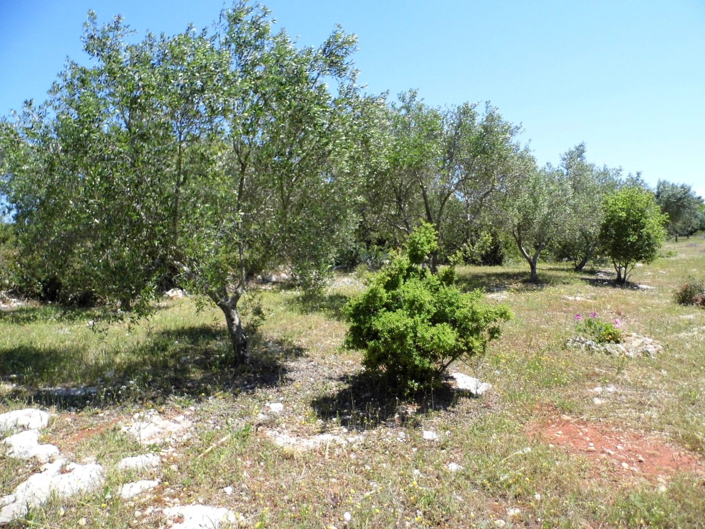 Salve – Pescoluse loc. Palombara Terreno uliveto di mq 12.000 per una villa (3)