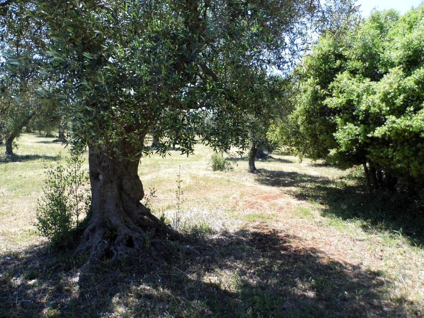 Salve – Pescoluse loc. Palombara Terreno uliveto di mq 12.000 per una villa (4)