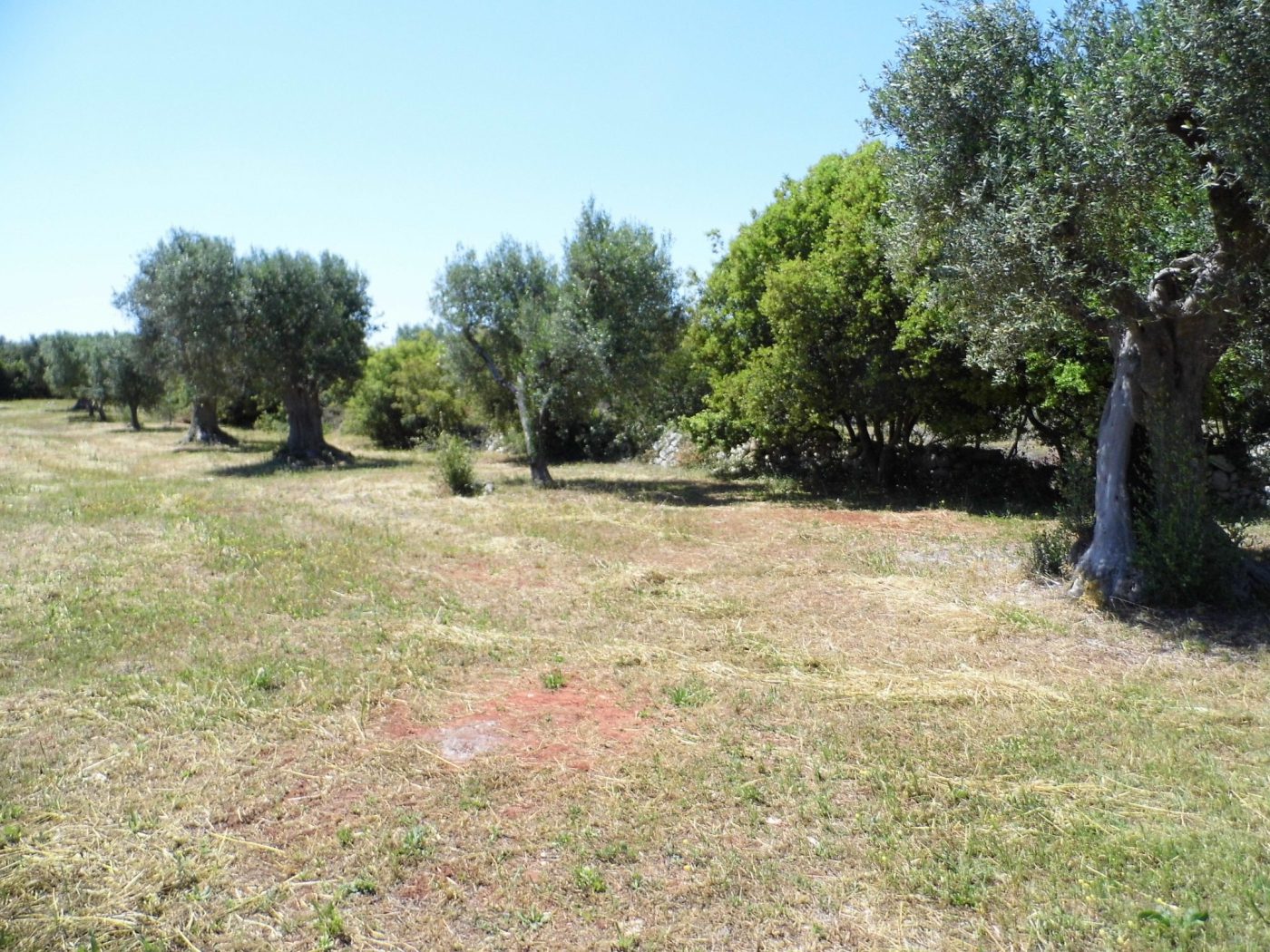 Salve – Pescoluse loc. Palombara Terreno uliveto di mq 12.000 per una villa (5)