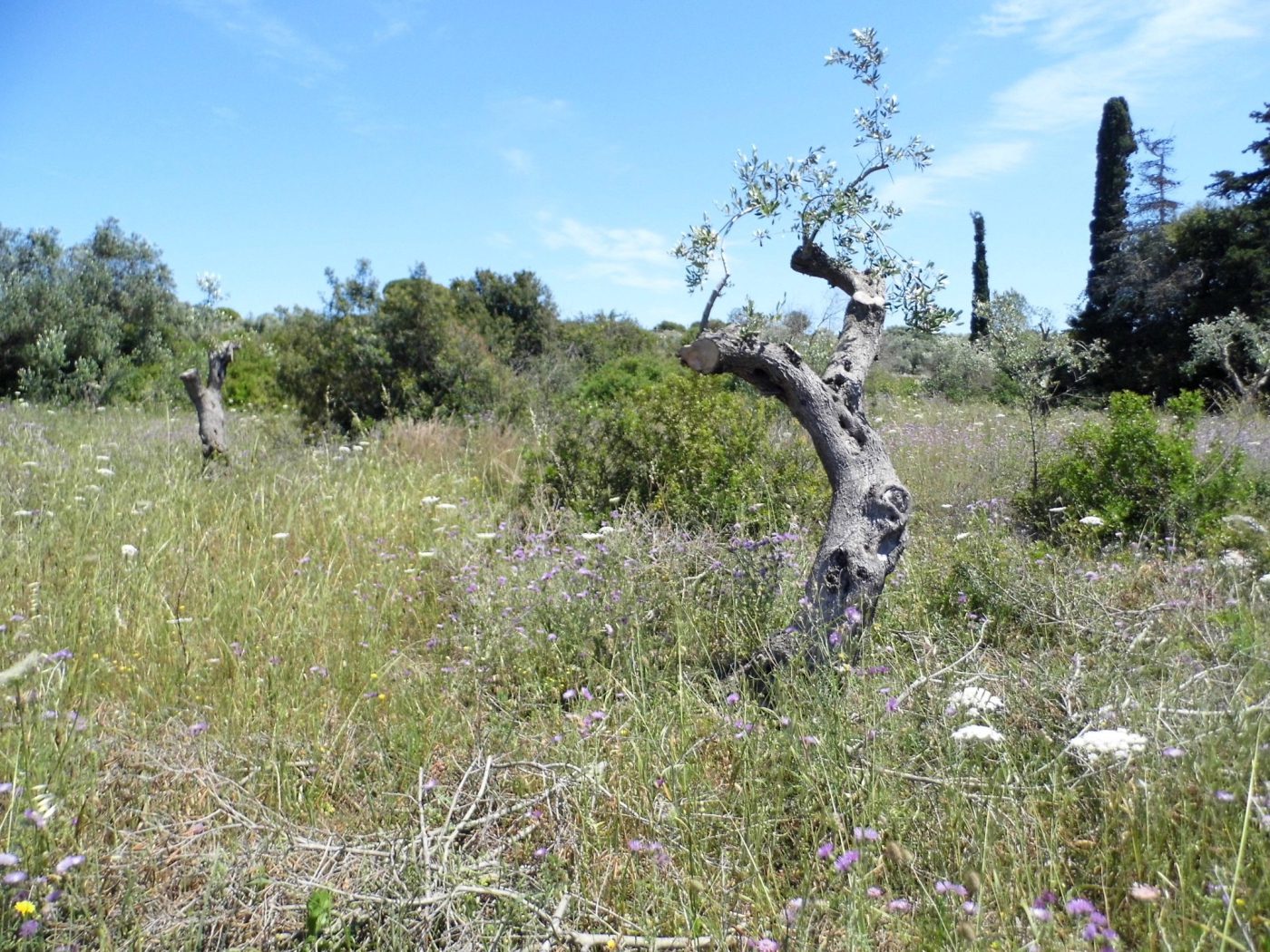 Santa Maria di Leuca Terreno e Porgetto Villa e Piscina (1)
