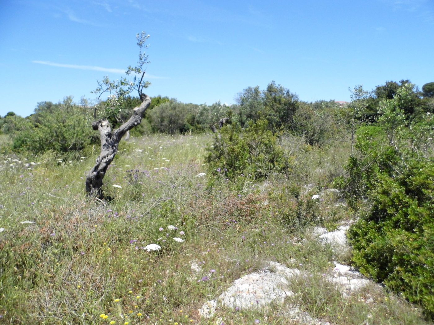 Santa Maria di Leuca Terreno e Porgetto Villa e Piscina (10)