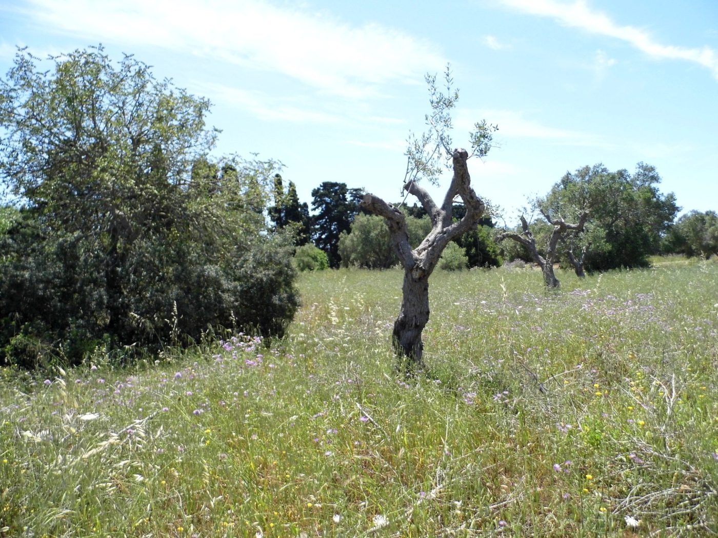 Santa Maria di Leuca Terreno e Porgetto Villa e Piscina (11)