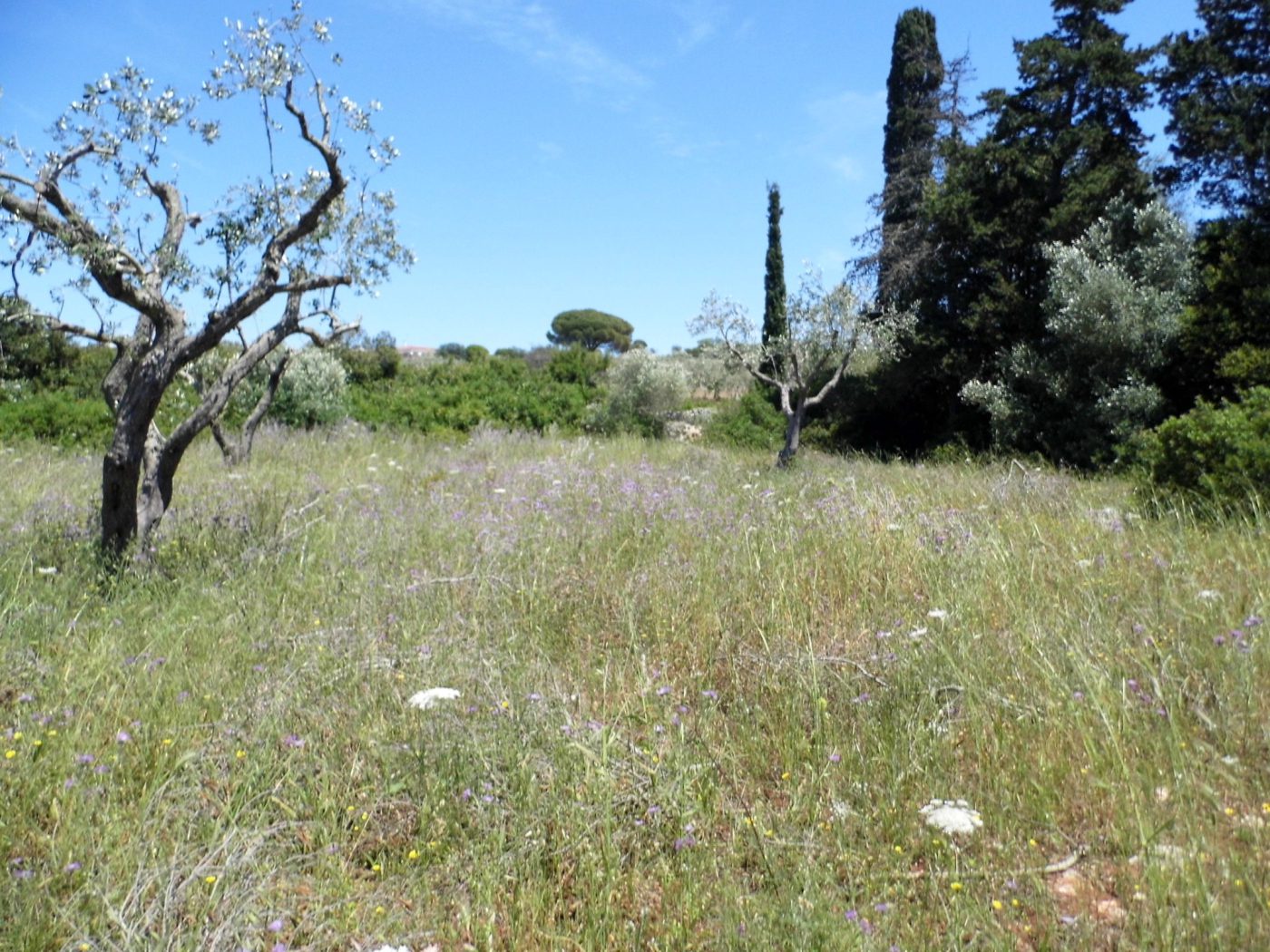 Santa Maria di Leuca Terreno e Porgetto Villa e Piscina (6)