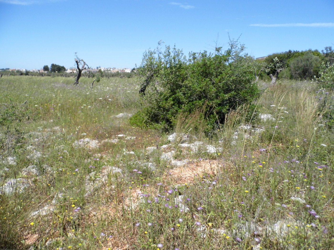 Santa Maria di Leuca Terreno e Porgetto Villa e Piscina (7)