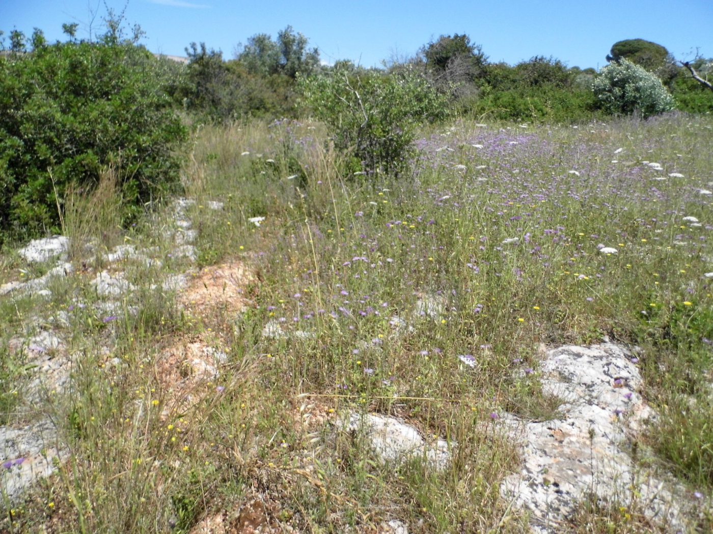 Santa Maria di Leuca Terreno e Porgetto Villa e Piscina (8)