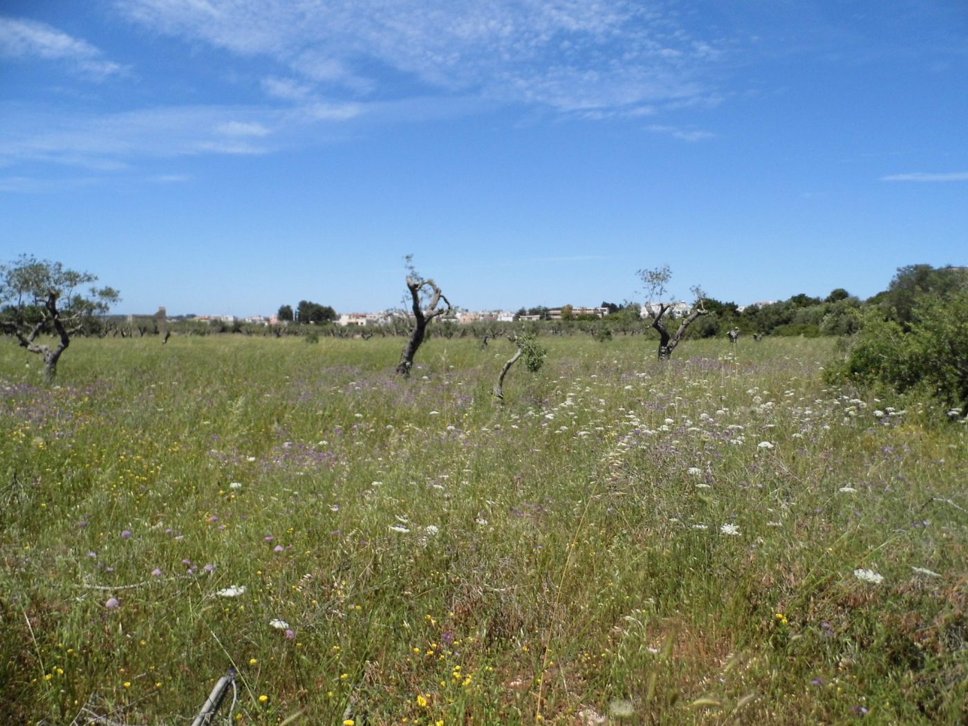 Santa Maria di Leuca Terreno e Porgetto Villa e Piscina (9)