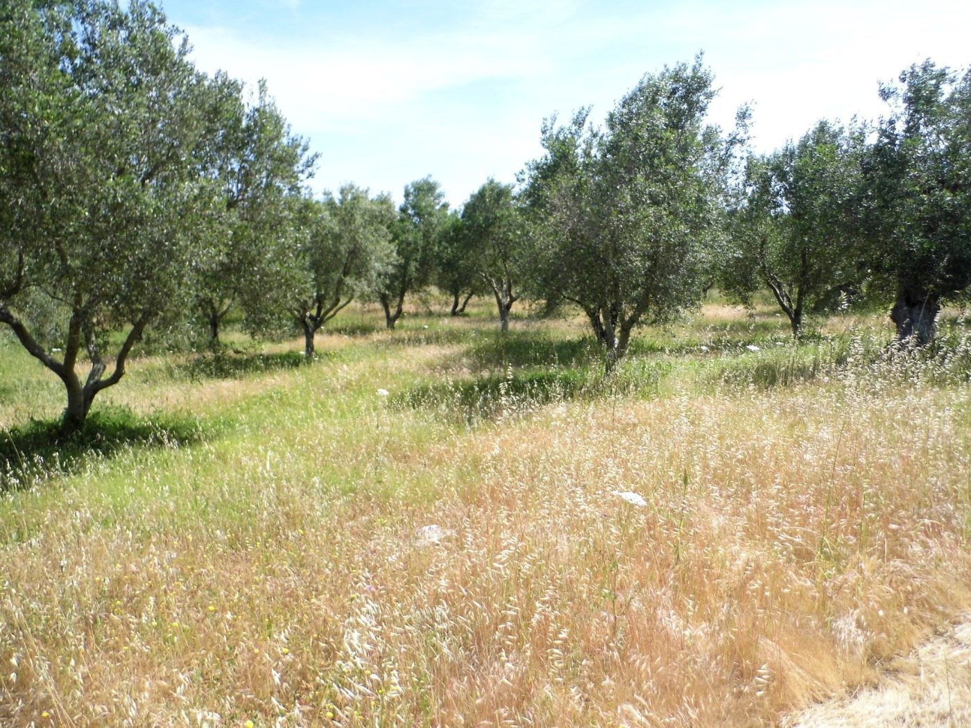 Torre Vado marina di Morciano di Leuca terreno per una villa di mq 190 (10)