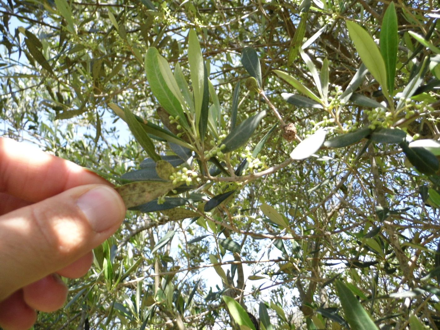 Torre Vado marina di Morciano di Leuca terreno per una villa di mq 190 (12)
