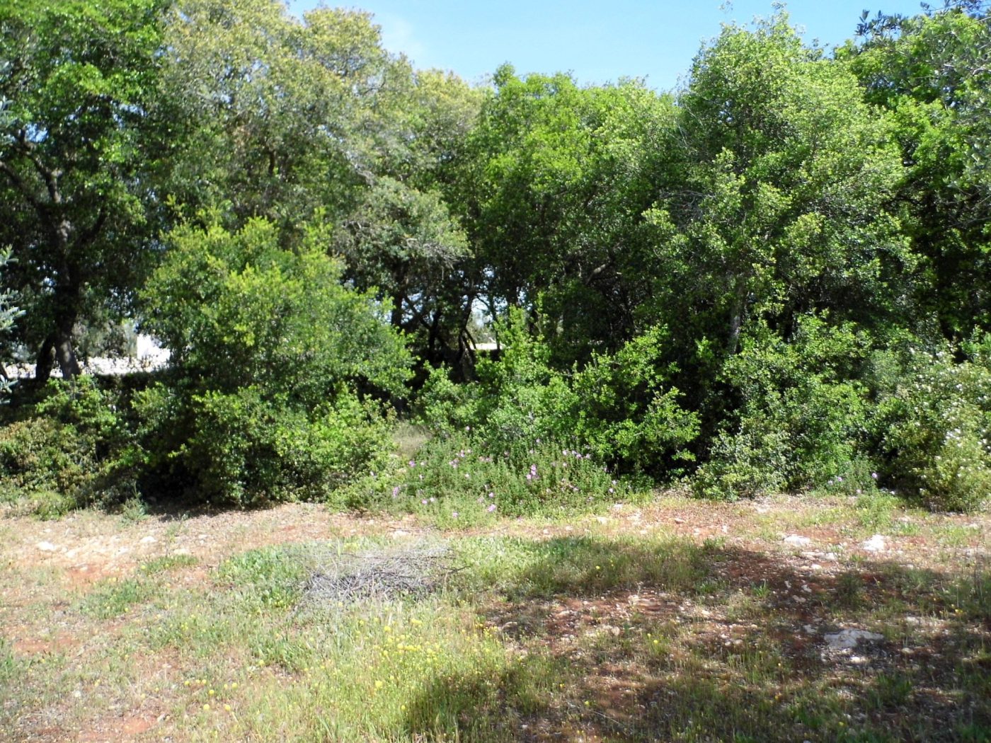 Torre Vado marina di Morciano di Leuca terreno per una villa di mq 190 (16)