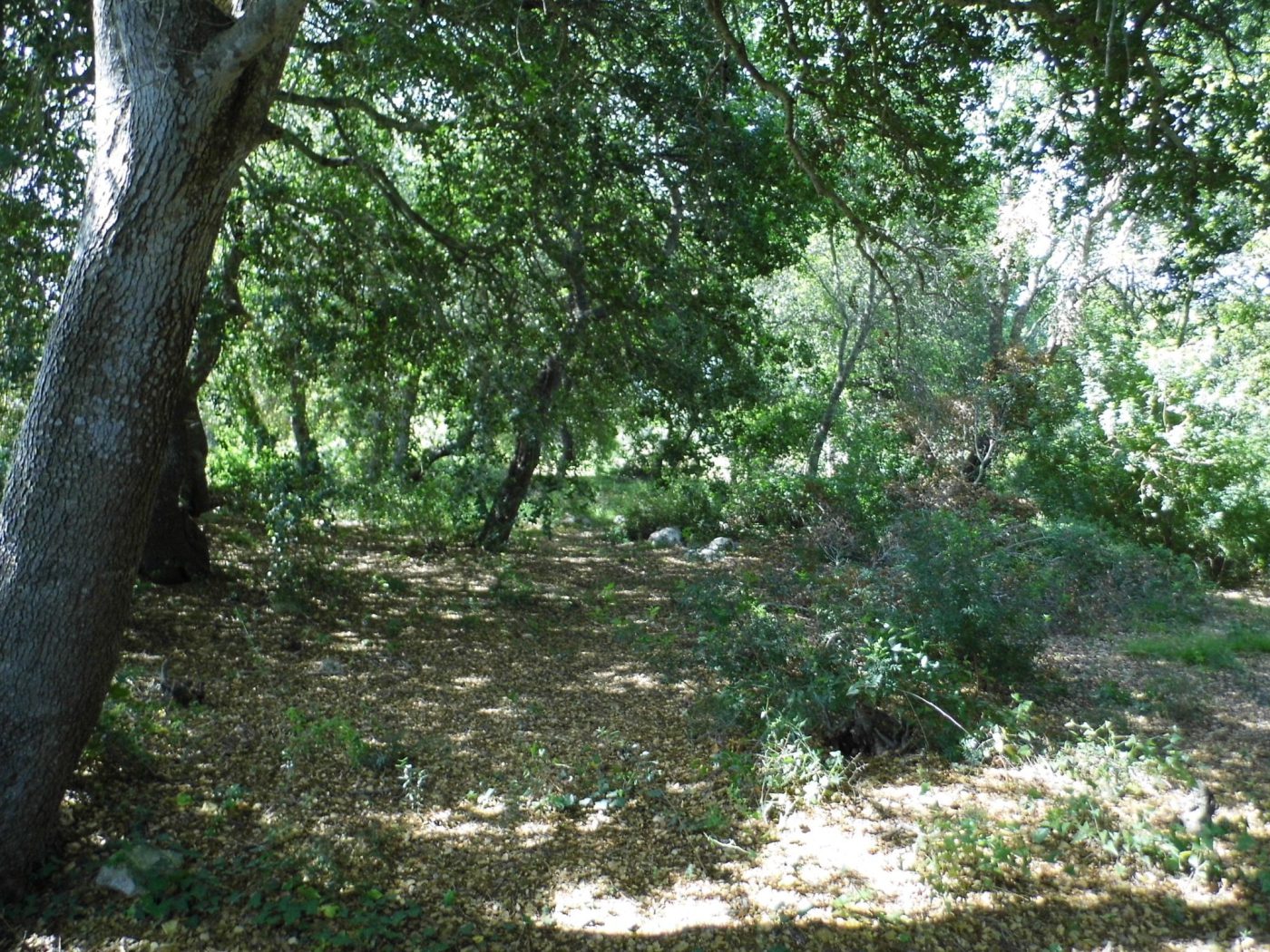 Torre Vado marina di Morciano di Leuca terreno per una villa di mq 190 (2)