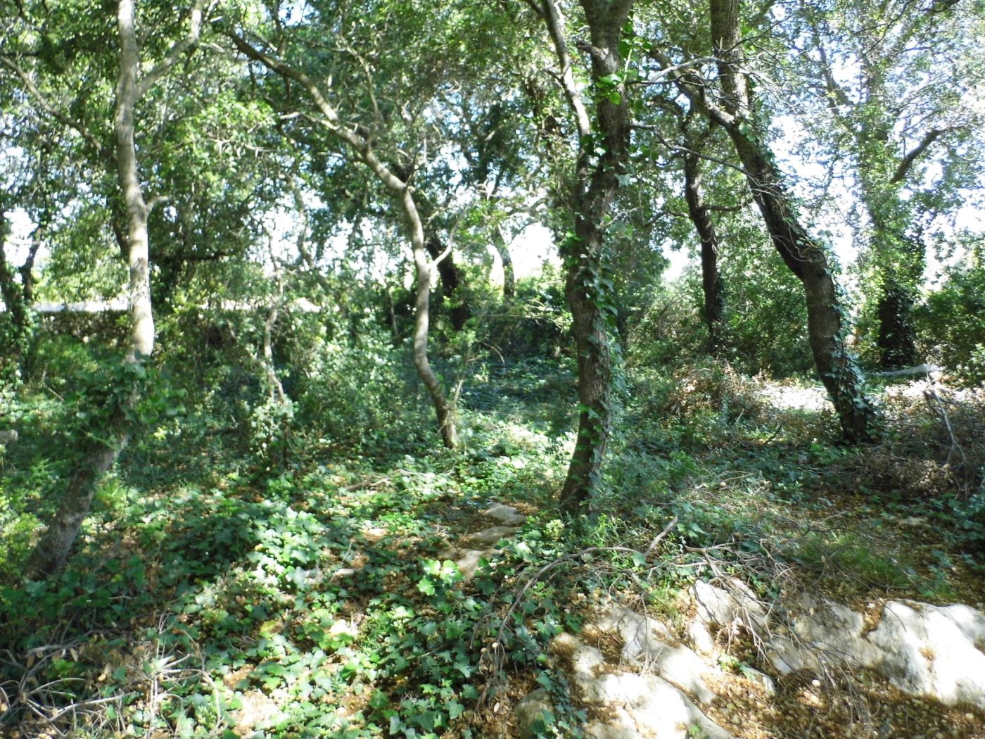 Torre Vado marina di Morciano di Leuca terreno per una villa di mq 190 (3)