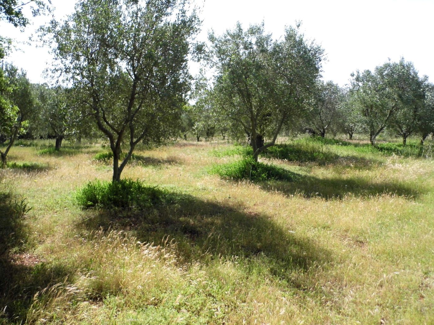 Torre Vado marina di Morciano di Leuca terreno per una villa di mq 190 (6)