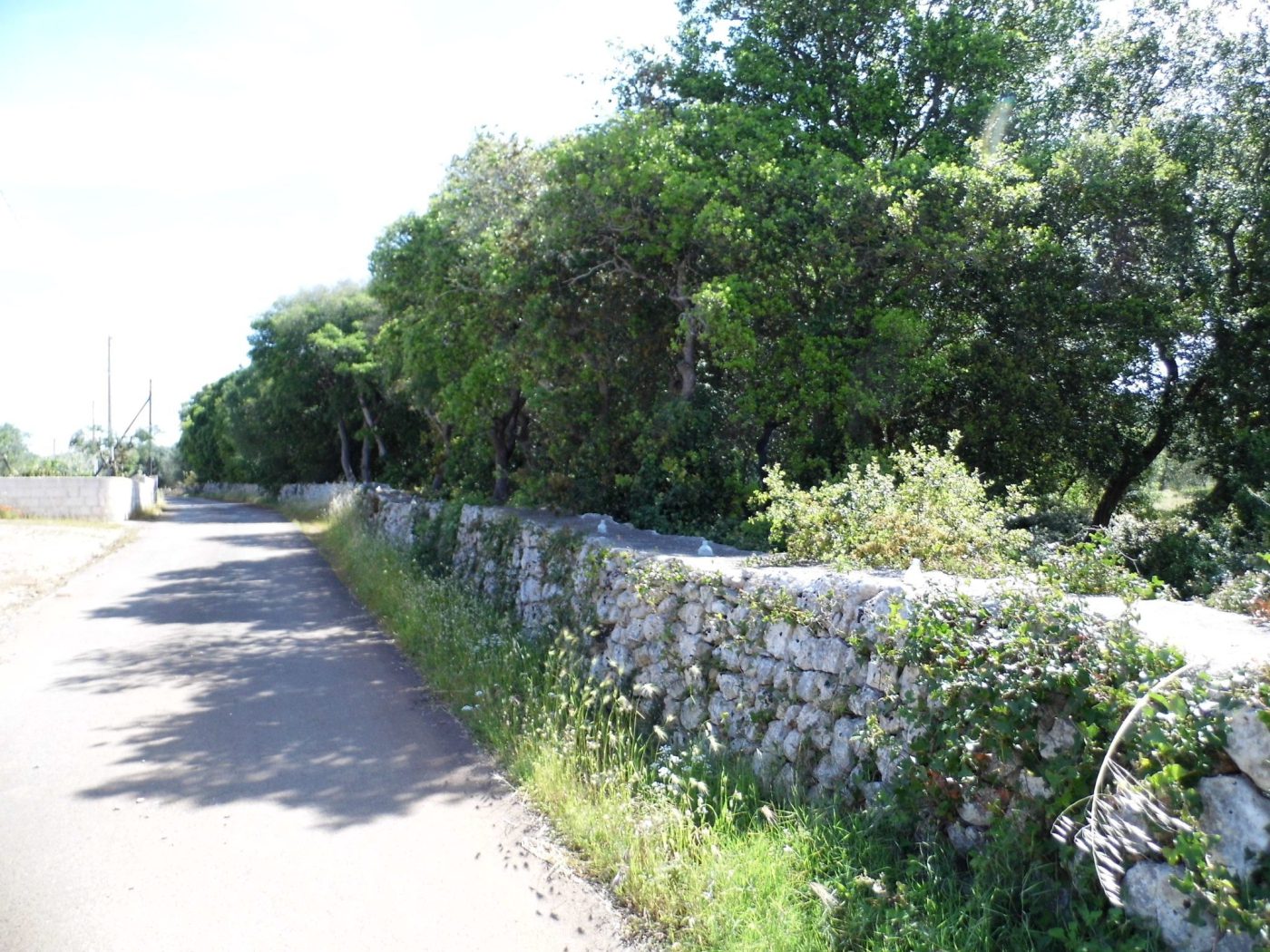 Torre Vado marina di Morciano di Leuca terreno per una villa di mq 190 (7)