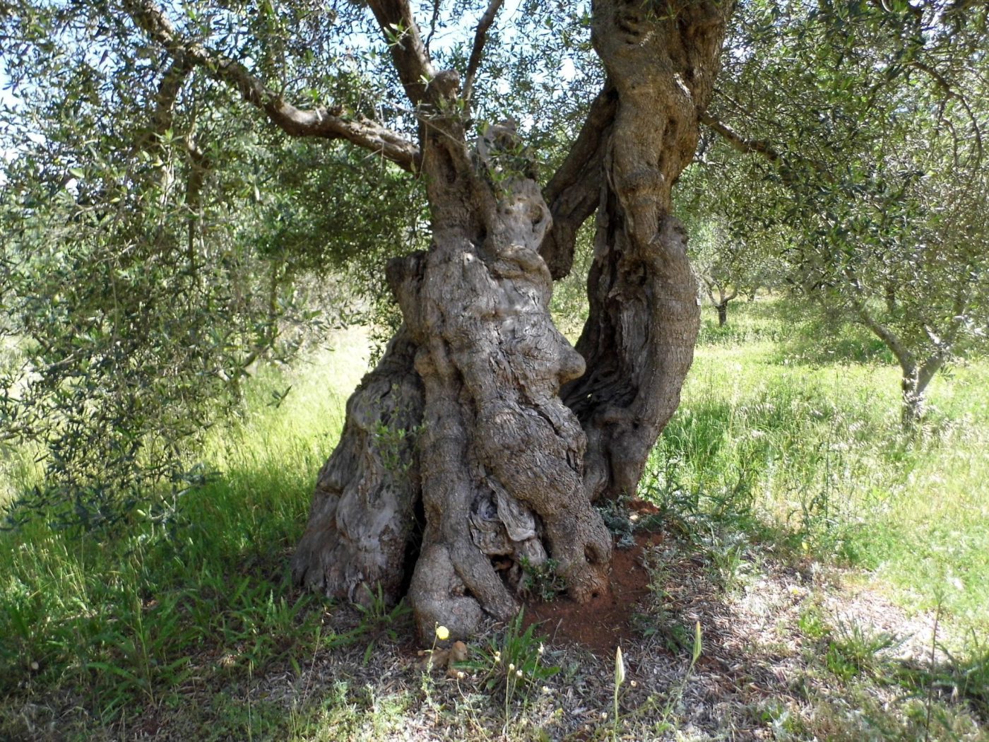 Torre Vado marina di Morciano di Leuca terreno per una villa di mq 190 (9)