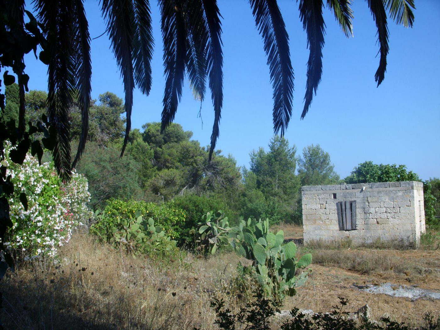 villa Paladini_damicoimmobiliare_26 7